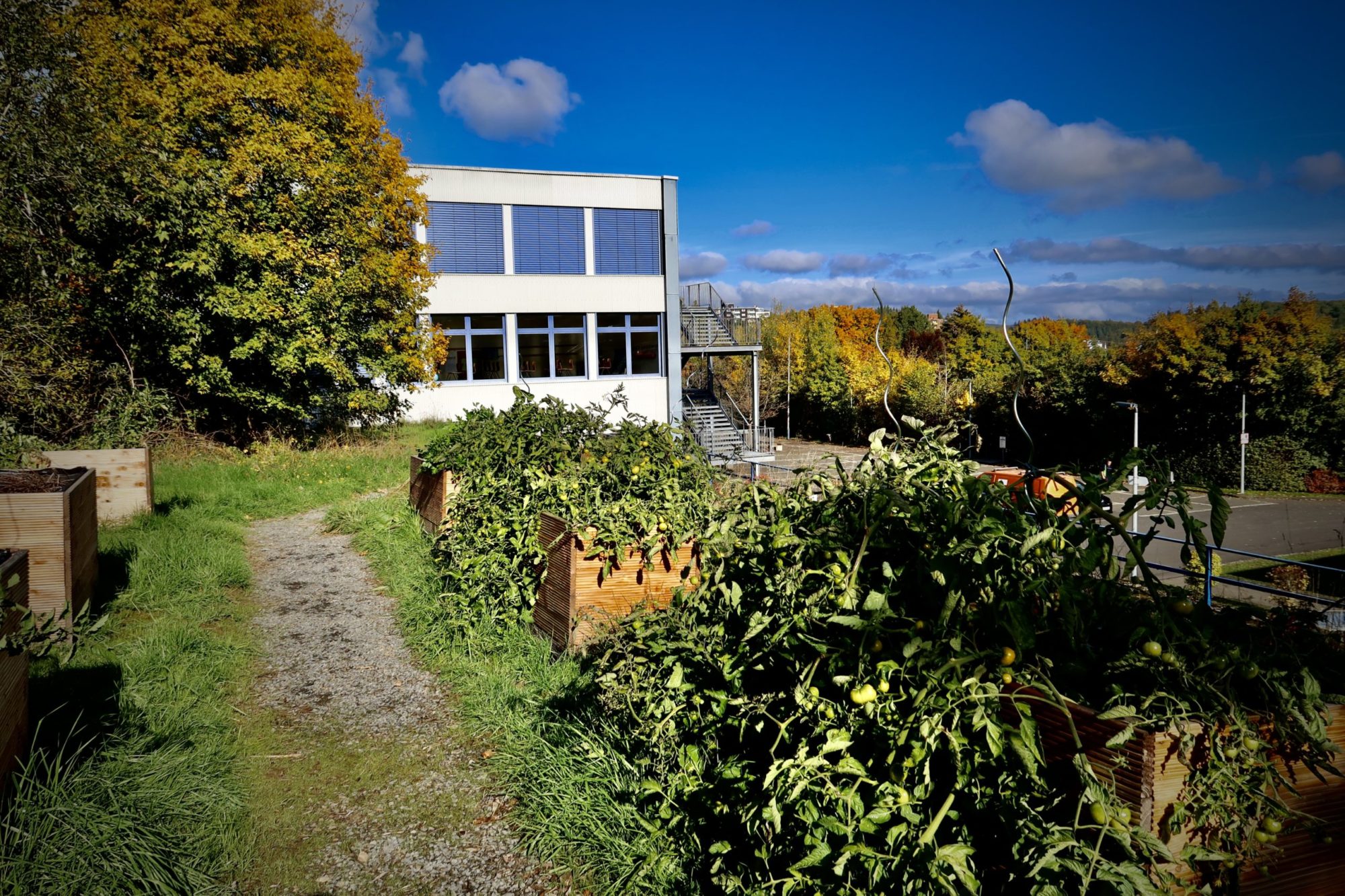 GSG Daun - Geschwister Scholl Gymnasium Daun